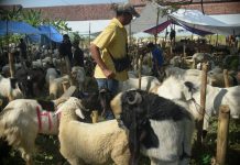 FG Intensifies Efforts to Combat Livestock Disease Affecting Sheep and Goats