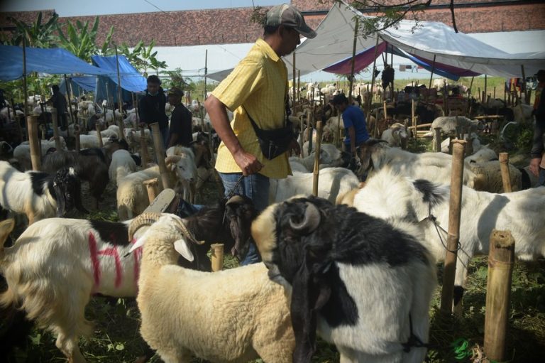 FG Intensifies Efforts to Combat Livestock Disease Affecting Sheep and Goats