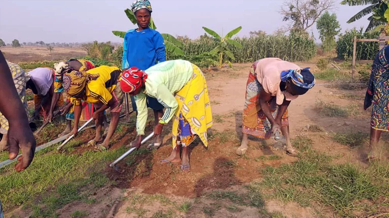 Insecurity Crisis: Zamfara Farmers Say Harvest May Suffer Setback
